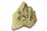 Pennsylvanian Fossil Seed Fern (Alethopteris) - Kansas #264890-1